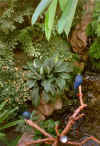 crystalgarden3.jpg (33397 bytes)