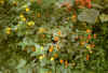 crystalgarden4.jpg (32688 bytes)