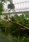 crystalgarden6.jpg (26573 bytes)