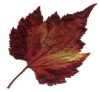 leafred.gif (46534 bytes)