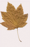 leafyellow.jpg (16000 bytes)