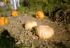 pumpkins.jpg (38167 bytes)